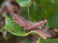 Schistocerca alutacea