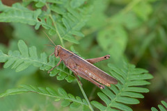 Schistocerca alutacea