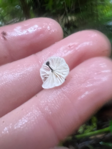 Marasmius observed 2025-04-27