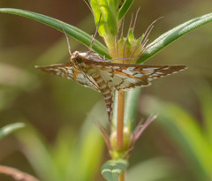 Epipagis fenestralis