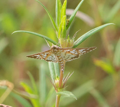 Epipagis fenestralis