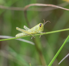 Cyrtacanthacridini
