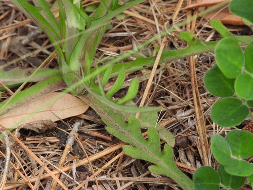 Image of Lactuca graminifolia by (c) Peter Burka, some rights reserved (CC BY-SA)