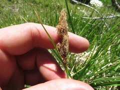 Carex senta