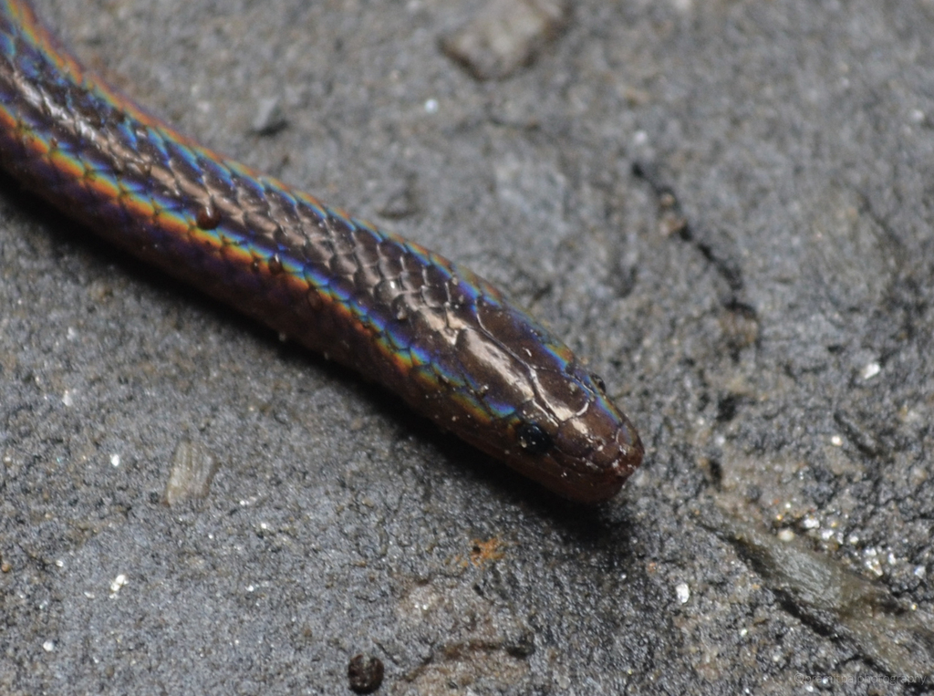 Blackbelly Worm-Eating Snake