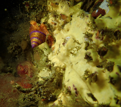 Calliostoma annulatum