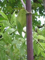 Angelica dahurica