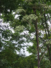 Angelica dahurica