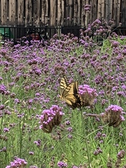 Papilio machaon hippocrates