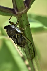 Diceroprocta olympusa
