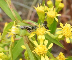 Perdita octomaculata