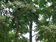 Angelica dahurica