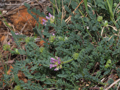 Astragalus echinatus