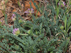 Astragalus echinatus