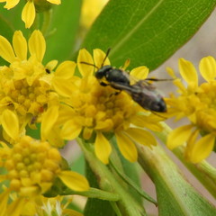 Perdita octomaculata