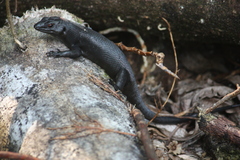 Emoia nigra
