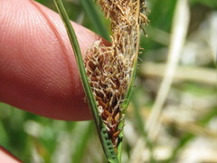 Carex senta