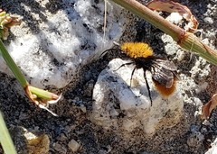 Dasymutilla coccineohirta