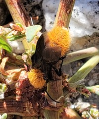 Dasymutilla coccineohirta