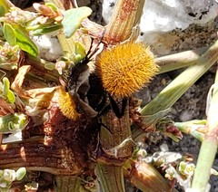 Dasymutilla coccineohirta