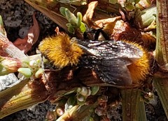 Dasymutilla coccineohirta