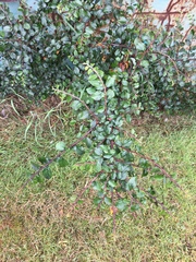 Cotoneaster divaricatus