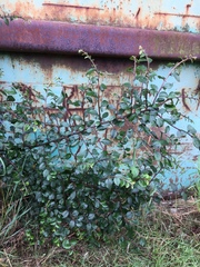 Cotoneaster divaricatus