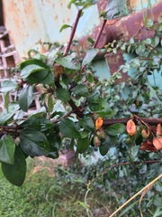 Cotoneaster divaricatus