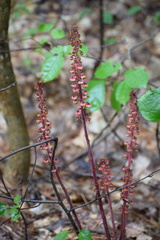 Pterospora andromedea image