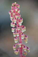 Pterospora andromedea image