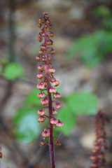 Pterospora andromedea image