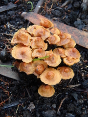 Gymnopilus austropicreus