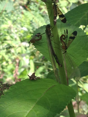 Panorpa japonica