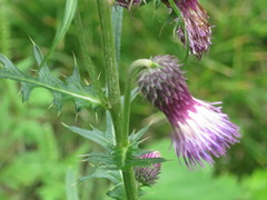 Cirsium pendulum