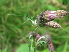 Cirsium pendulum