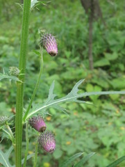 Cirsium pendulum