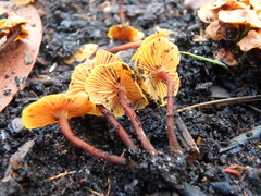 Gymnopilus austropicreus