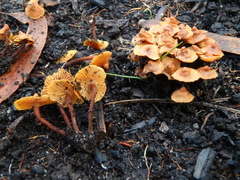 Gymnopilus austropicreus
