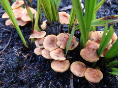 Gymnopilus austropicreus