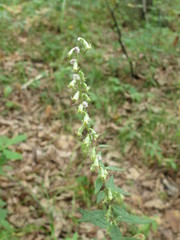 Artemisia stolonifera