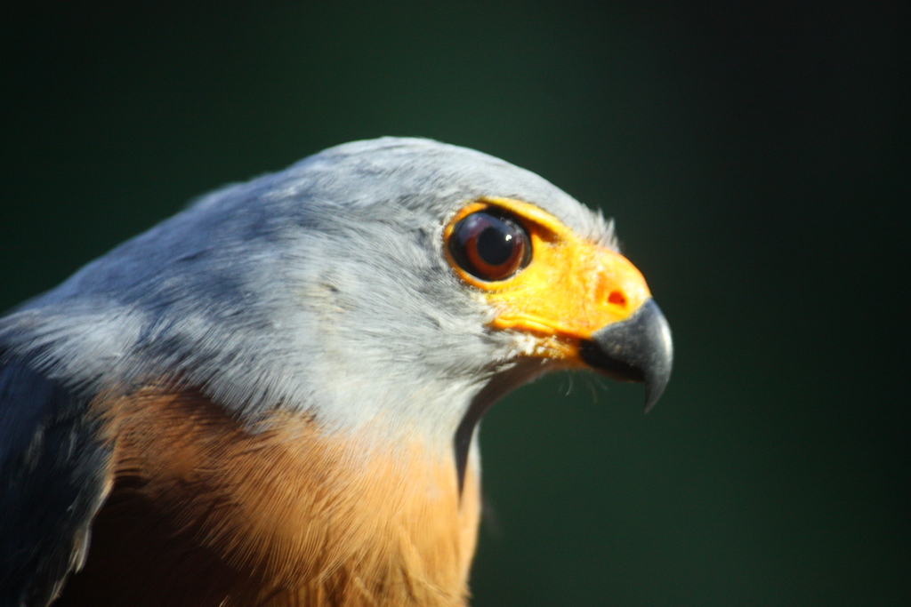 Variable Goshawk (Accipiter hiogaster) - Avian Discovery