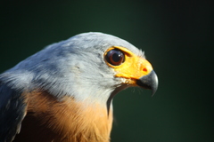 Accipiter hiogaster