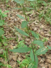 Artemisia stolonifera