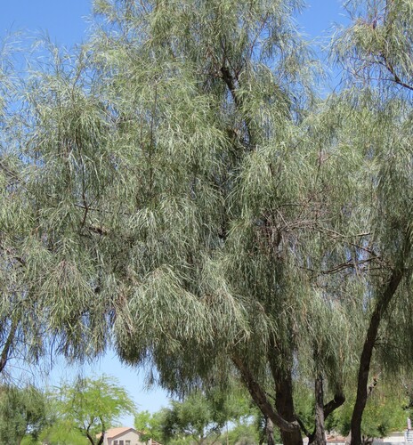 Acacia stenophylla