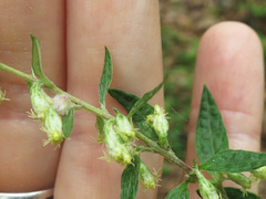 Artemisia stolonifera