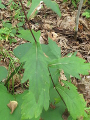 Artemisia stolonifera