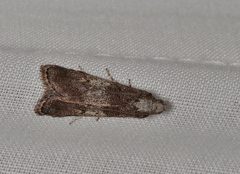 Aphomia baryptera