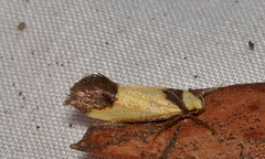 Crepidosceles timalphes