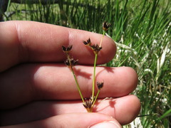 Juncus longistylis