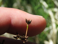 Juncus longistylis